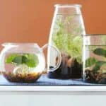 Tener Un Jardín Acuático En Miniatura