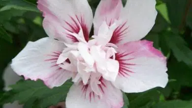 Hibiscus syriacus, Altea o Rosa de Siria, Cuidados