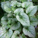 Brunnera macrophylla ‘Jack Frost’1