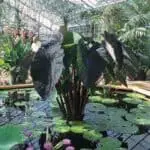 Colocasia-esculenta-Black-Magic