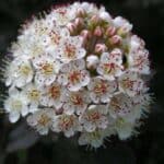 Physocarpus-opulifolius-Diabolo-flor