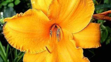 azucena amarilla (Hemerocallis)