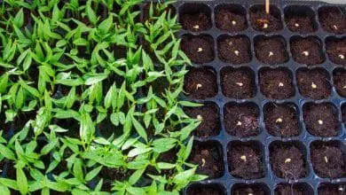 ¿Cómo conseguir plántulas saludables al iniciar semilleros?