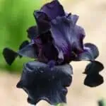 iris negro