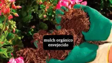 mulch-organico