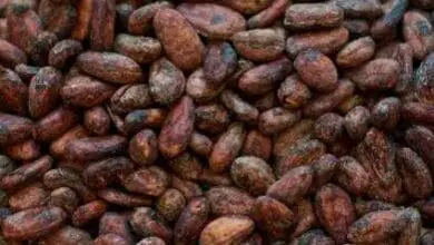 mulching de granos de cacao