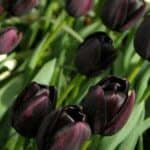 queen-of-the-night-tulips