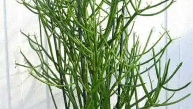 Euphorbia-tirucalli1