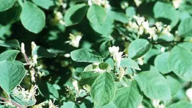 Lonicera xylosteoides 'Claveyi' 3