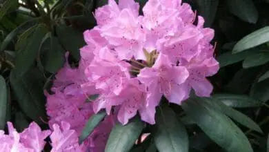 Rhododendron catawbiense 2