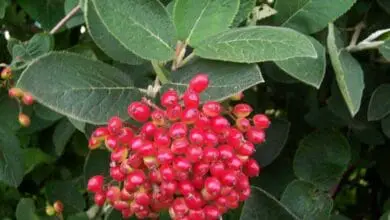 Viburnum lantana 'mohicano' 2