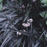 Ophiopogon planiscapus ‘Nigrescens’