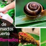 Amaranto, CUIDADOS, Cultivo y multiplicación del Amaranthus 17 10 Remedios para el Control de Plagas e Insectos en la Huerta