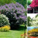 ¿Como elegir arboles para jardin? Sugerencias 2 árboles para jardines pequeños