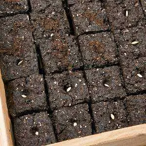 soil-block semillas