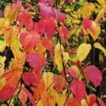 Cornus stolonifera 'Farrow'-hojas