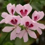 Pelargonium aromático