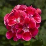 Pelargonium-zonale-Tango-Deep-Rose