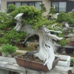 antiguo bonsai