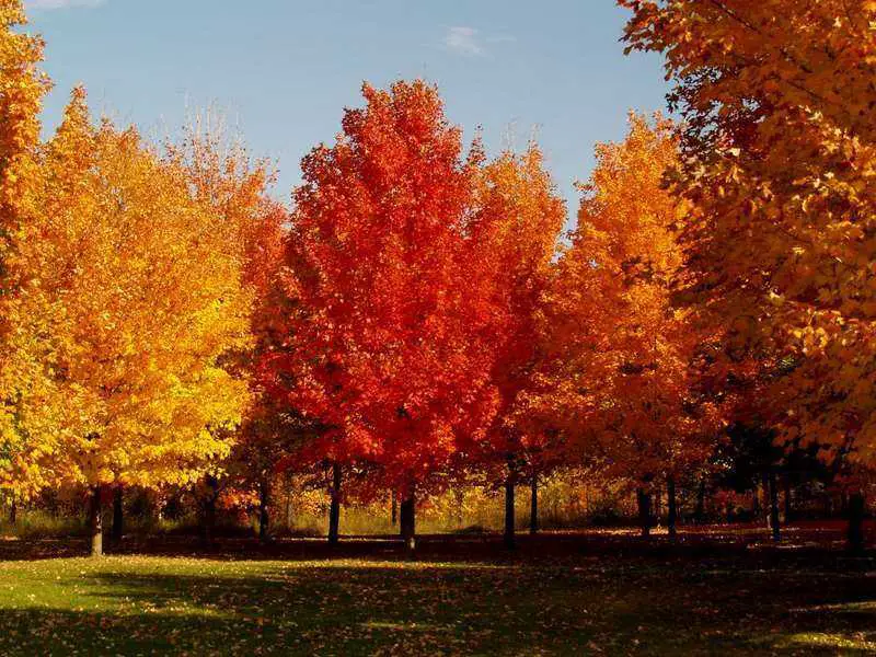 Arboles De Otoño Y Arbustos Para Dar Color