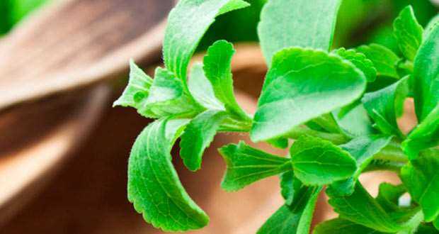 como cultivar stevia