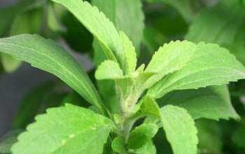 hojas de stevia