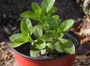 plantin de stevia