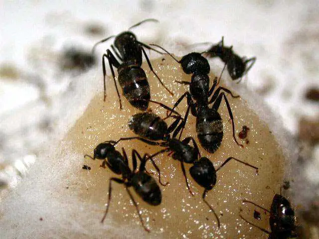 remedio contra hormigas