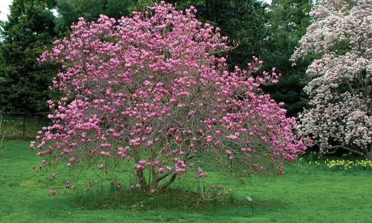 Magnolias Ann