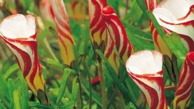 flores de oxalis versicolor cerradas