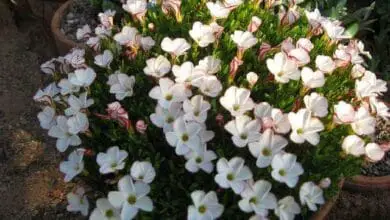 oxalis versicolor en maceta floracion multiple