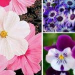 ¿Que son las Plantas Anuales y Bienales?