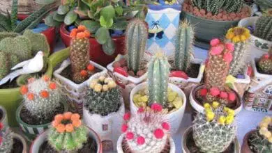 variedad de cactus