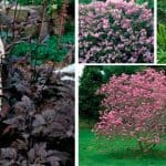 8 Árboles con hojas de color Rojo, Púrpura o Bronce 2 Variedades enanas de árboles y arbustos