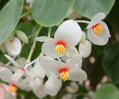 Begonia solananthera