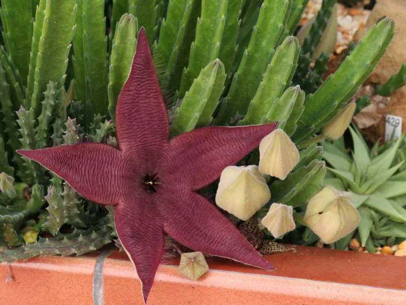 Stapelia grandiflora01
