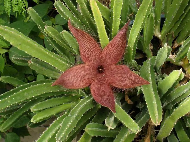 Stapelia grandiflora02