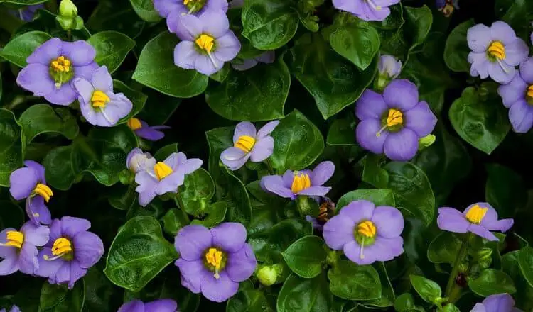 violeta-persa