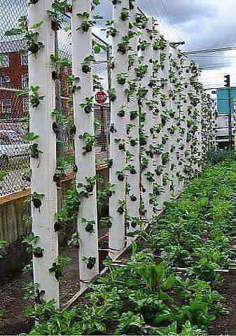 cultivo de fresas en jardin vertical