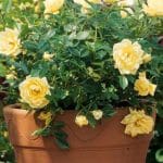 Rosas Trepadoras, CUIDADOS, Cultivo y multiplicación del Rosal trepador 18 Rosas en Macetas