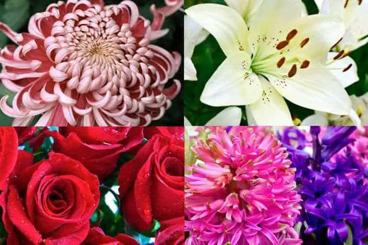 Creencias y significados de las plantas y flores