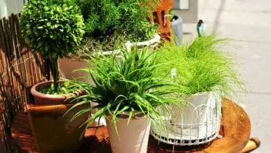 Cuidar tu Planta de interio: 12 formas en que puedes matarlas