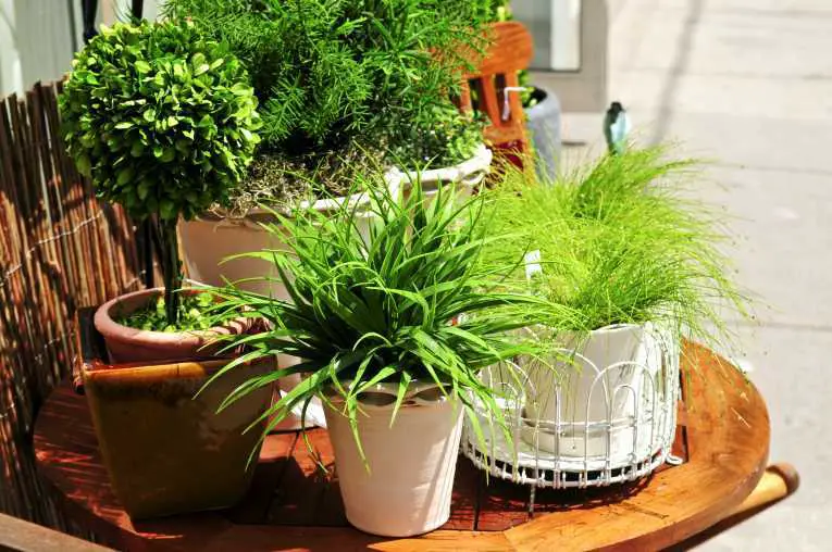12 formas en que puedes matar tus plantas de interior