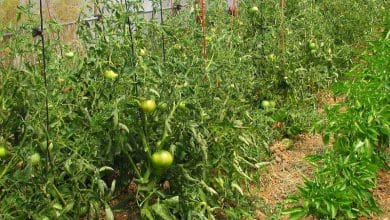Acolchados para tomates o Mulching para Tomateras