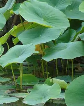 Como Cultivar Flores De Loto Desde Semillas