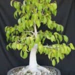 Ficus benjamina bonsai