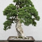 Juniperus procumbens ‘Nana’ bonsai