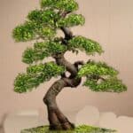 Ulmus parvifolia bonsai