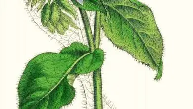 myosotis tallo y hojas