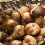 Tulipan - Cuidados, Cultivo y Reproducción de la Tulipa 20 COMO GUARDAR LOS BULBOS EN INVIERNO
